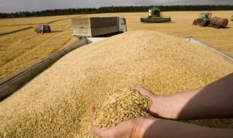 Azerii vor să cumpere 100 de mii de tone de grâu din Moldova: Vezi în ce condiții