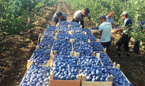 Prunele moldovenești cuceresc piața germană