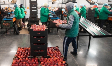 Doar 8% din recolta de mere din acest an a fost exportată