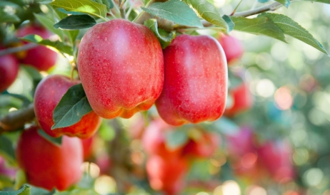 Se caută noi strategii de export a recoltei de mere din 2023